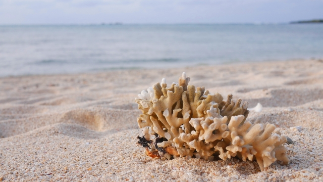 “海の森”サンゴ礁はなぜ白化している？わたしたちにできることも紹介！